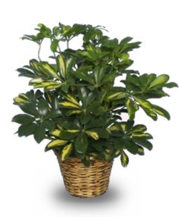 Variegated Dwarf Schefflera