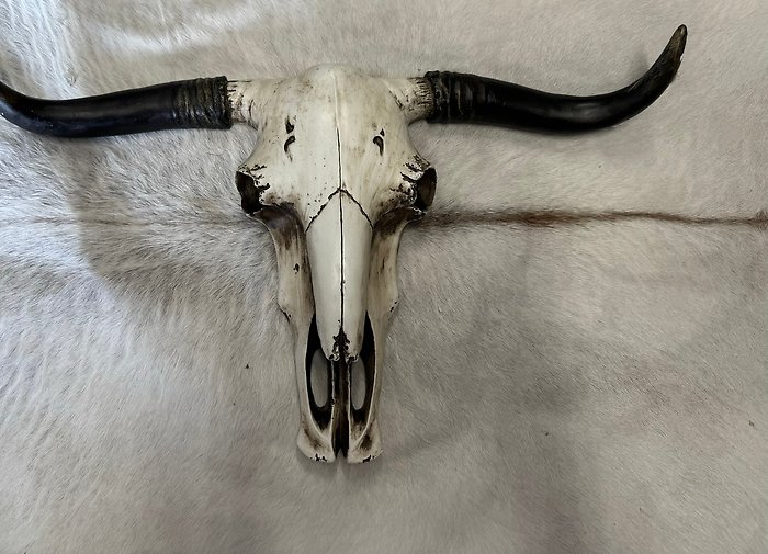 Cowskull Wall Decor