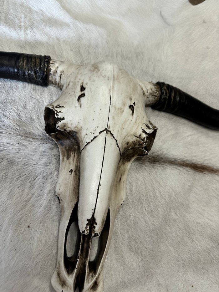 Cowskull Wall Decor